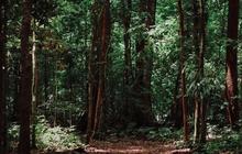 20 Juta Hektare Hutan Dibabat untuk Ketahanan Pangan Perparah Perubahan Iklim, ini Solusi Alternatifnya