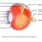 Ilustrasi bagian-bagian mata (gambar: sumber belajar kemdikbud)