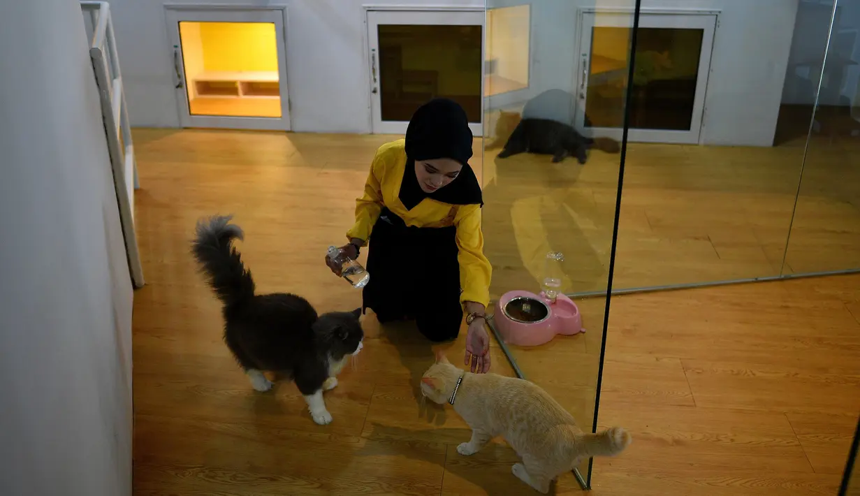Seorang pengasuh merawat para kucing di hotel bintang lima khusus untuk kucing yang diberi nama CatZonia di Shah Alam, Kuala Lumpur, Malaysia, 6 Agustus 2018. Hotel Catzonia memiliki 35 ruang tidur yang bisa memanjakan para kucing. (AFP/Manan VATSYAYANA)