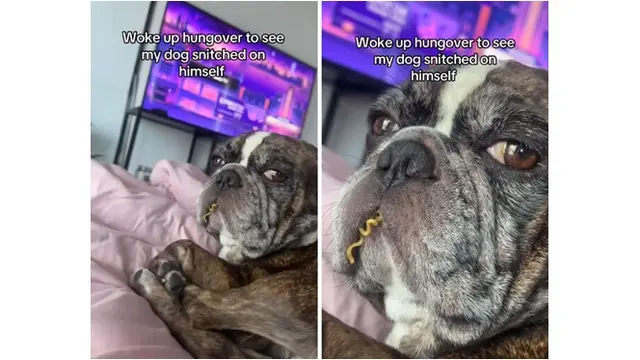 6 Potret Anjing Makan Makanan Bukan Daging, Doyan Sampai Tolak Diminta