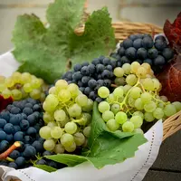 Buah anggur merupakan salah satu bahan alami yang bisa dijadikan obat batuk.

Buah anggur mengandung sifat ekspektoran yang dapat mengeluarkan lendir yang menumpuk pada saluran pernapasan. Untuk memanfaatkannya, kamu bisa makan secara langsung atau bisa juga diolah menjadi jus.