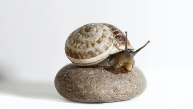 Mollusca