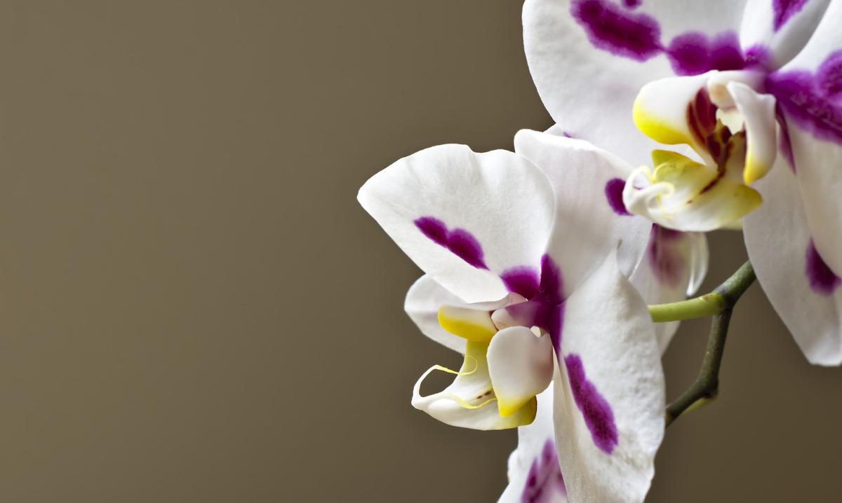 Ilustrasi bunga anggrek Phalaenopsis