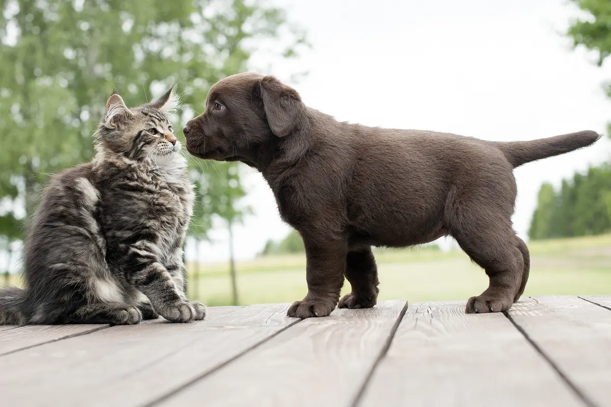 Bintang 5: Kemampuan Kamuflase, Sumur Angker, Anjing vs Kucing