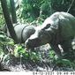 Anak badak Jawa terekam kamera pemantau di Taman Nasional Ujung Kulon. (dok. Balai TN Ujung Kulon)