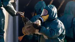 Pekerja membawa bebek untuk dimasukan ke dalam tempat sampah berisi gas beracun di peternakan unggas di Latrille, Prancis, (6/1). Pemusnahan besar-besaran ini dilakukan di tiga daerah yang paling terpengaruh oleh wabah flu burung. (AP Photo/Bob Edme)