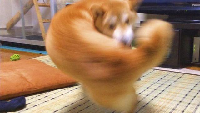 6 Ilusi Optik Anjing Ini Menipu Mata, Butuh Ketelitian