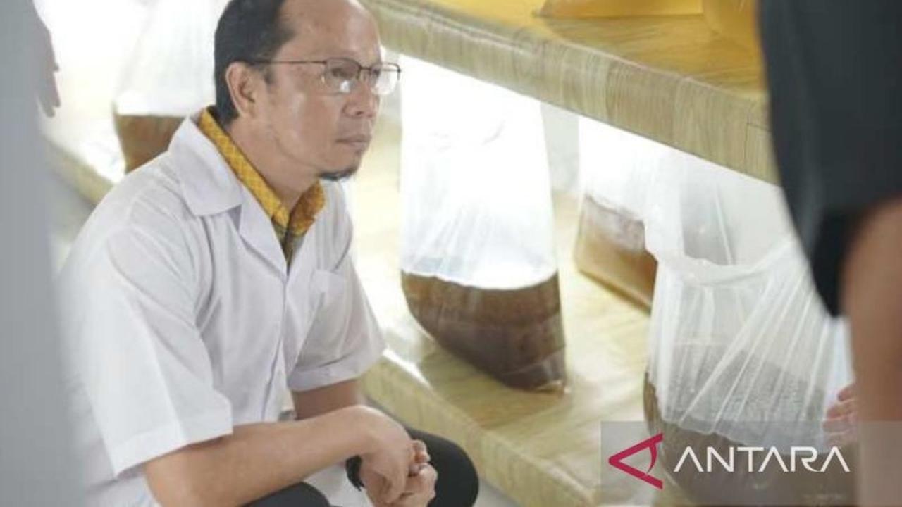 Bangka Tengah Jadi Pusat Pembenihan Udang Vaname, Produksi Benur Capai 593 Juta Ekor