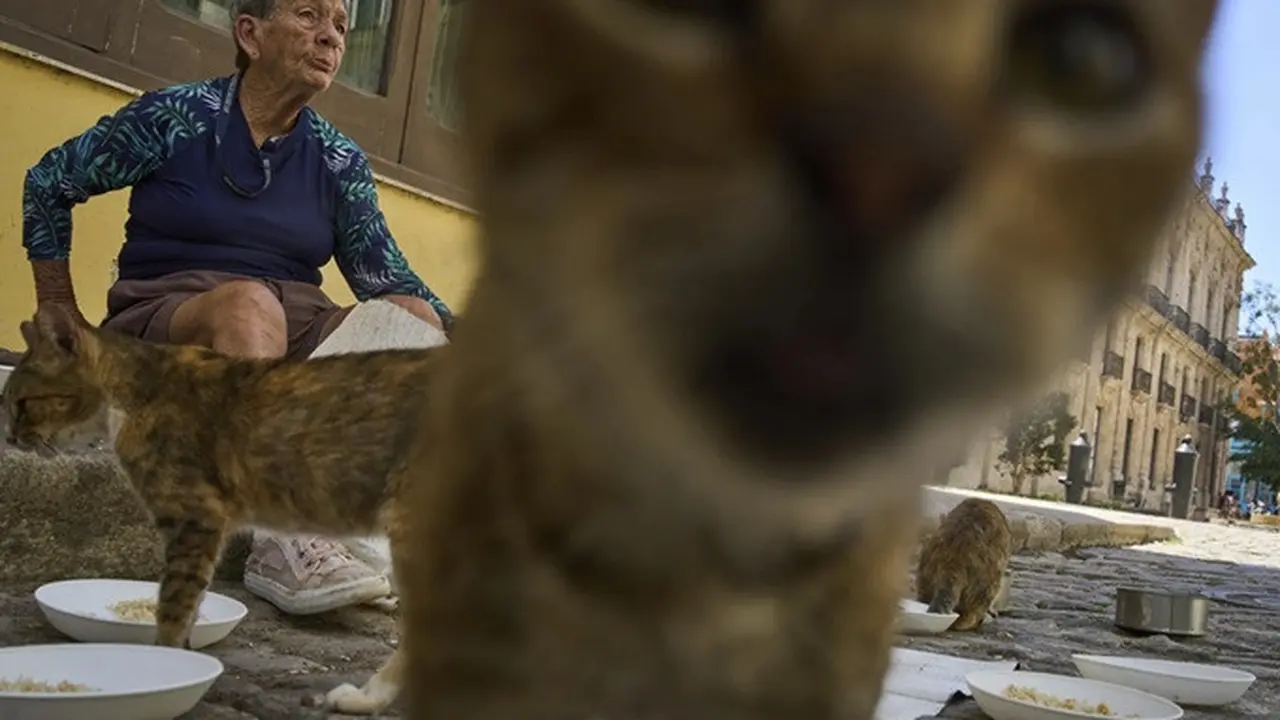 Nelida Perez Gonzalez memberi makan kucing jalanan di Havana, Kuba, pada Kamis (24/8/2025).