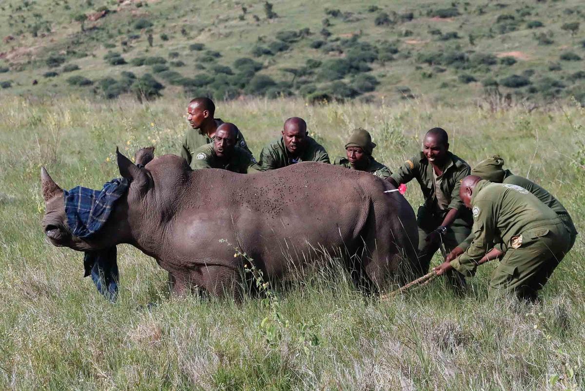 FOTO:  Melihat Penandaan Telinga Badak di Kawasan Konservasi Margasatwa Lewa Kenya