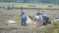 Petani memanen padi di Cingebul Kecamatan Lumbir pada MT 1 2017. (Foto: Liputan6.com/Muhamad Ridlo)
