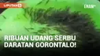 Permukiman Warga di Gorontalo Diserbu Ribuan Udang yang Naik ke Darat