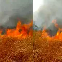 Kebakaran di Way Kambas Sulit Padam, Ini Penyebabnya
