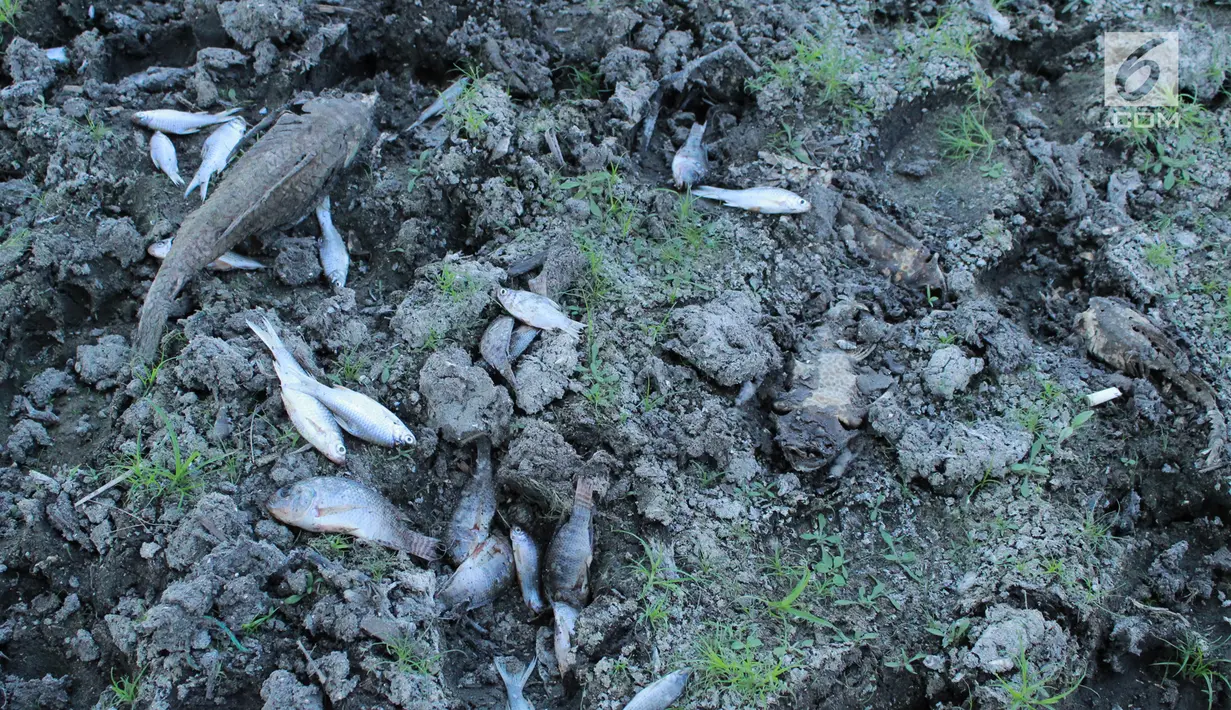 Sejumlah ikan mati kala kekeringan melanda Danau Limboto, Gorontalo, Sabtu (22/9). Keringnya Danau Limboto dikeluhkan para nelayan karena hasil tangkapan ikan mengurang drastis. (Liputan6.com/Arfandi Ibrahim)