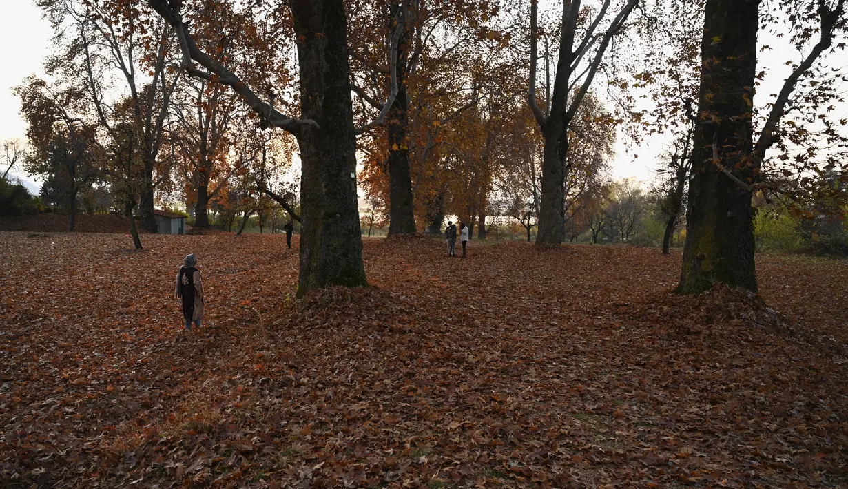 Orang-orang berjalan di samping pohon yang merontokkan daun musim gugur mereka di taman Nishat Bagh di Srinagar (16/11/2020). (AFP/Tauseef Mustafa)