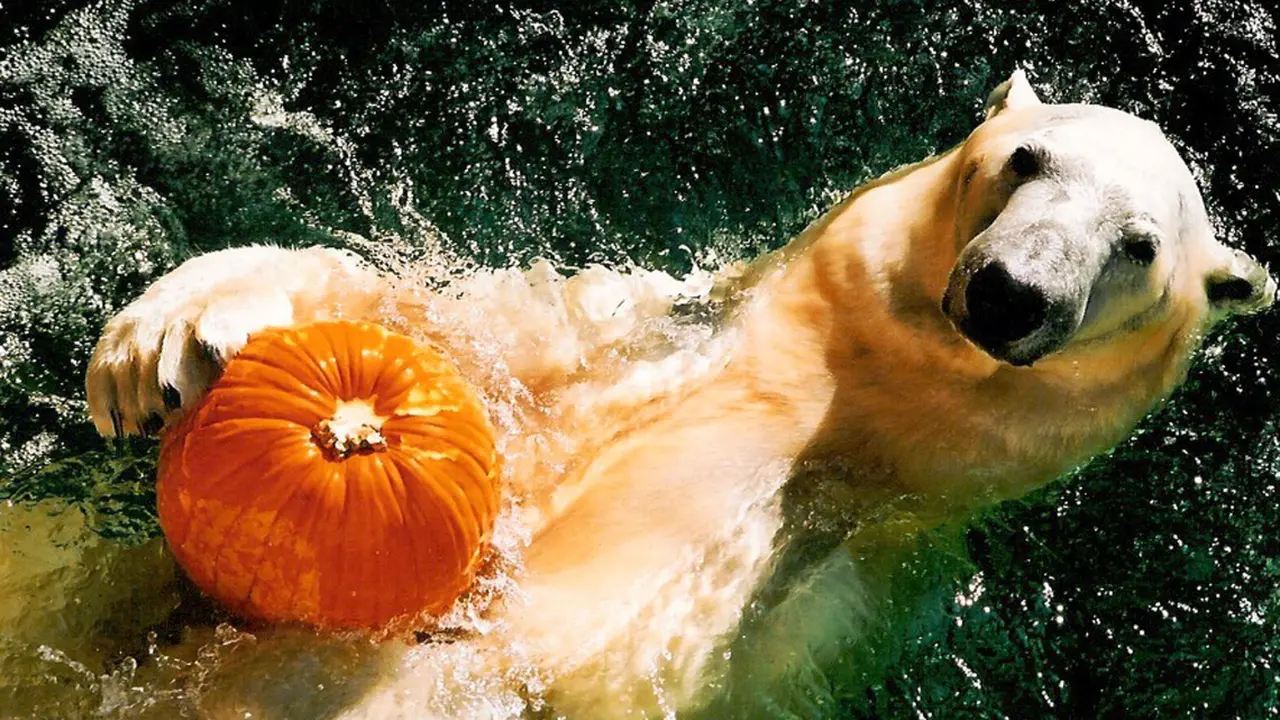 19 Fakta Aneh tentang Halloween yang Belum Anda Ketahui