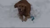 Respons Lucu Anjing Cari Suara Berdecit