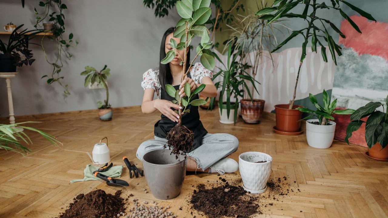 Ilustrasi Perawatan Daun Karet Kebo