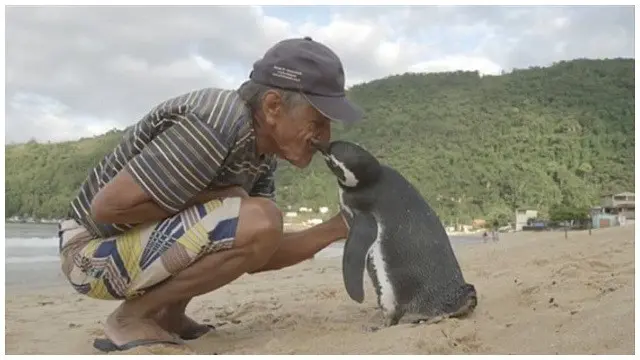 Joao menyelamatkan sang penguin saat masih kecil di air laut yang terkontaminasi limbah minyak.