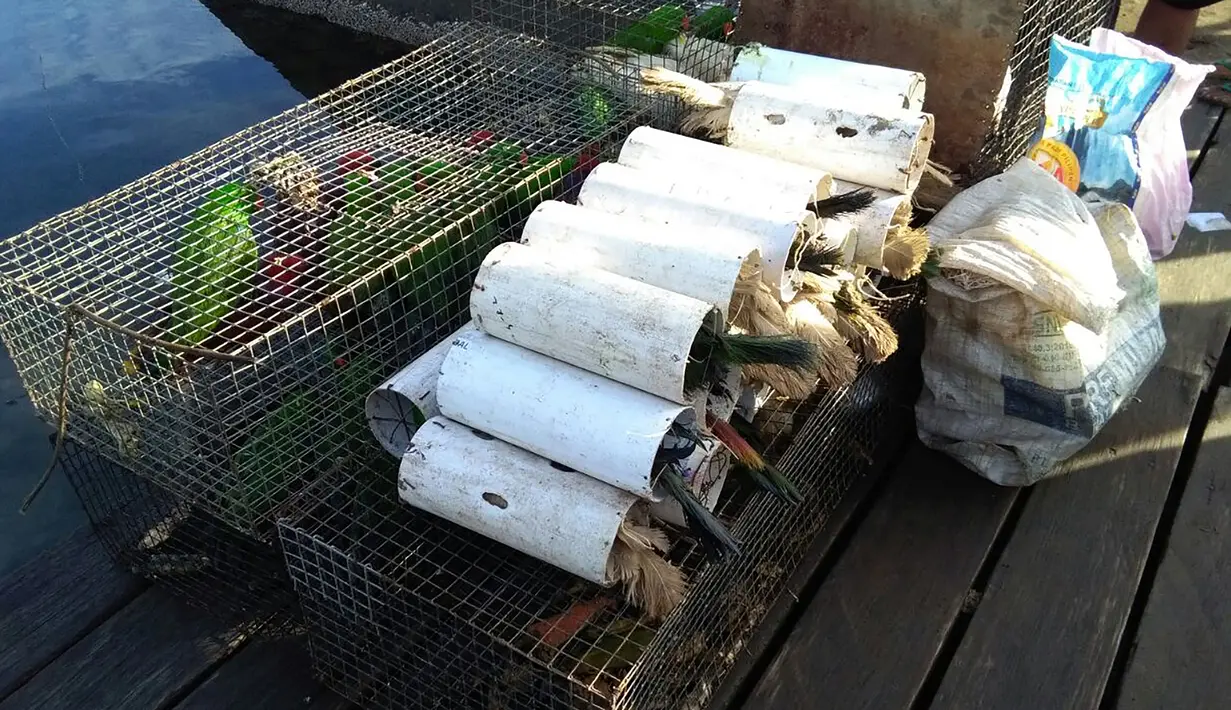 Sejumlah burung yang coba diselundupkan berhasil disita petugas di Labuha, Maluku Utara (16/11). Sekitar 125 burung eksotis di masukkan ke dalam pipa saat akan diselundupkan. (Handout/Wildlife Conservation Society/AFP)