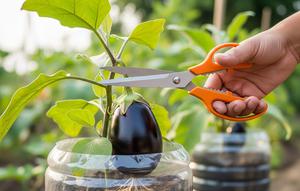 Cara Tanam Terong di Galon Bekas. Foto: Gemini