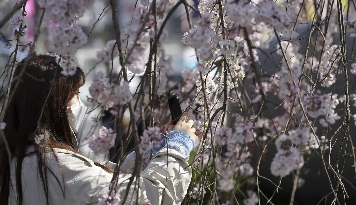 Seorang perempuan yang mengenakan masker mengambil foto bunga sakura musiman di Taman Ueno, Tokyo, Jepang pada 24 Maret 2022. Taman Ueno merupakan salah satu tempat menikmati mekar Bunga Sakura paling populer di Tokyo. (AP Photo/Eugene Hoshiko)