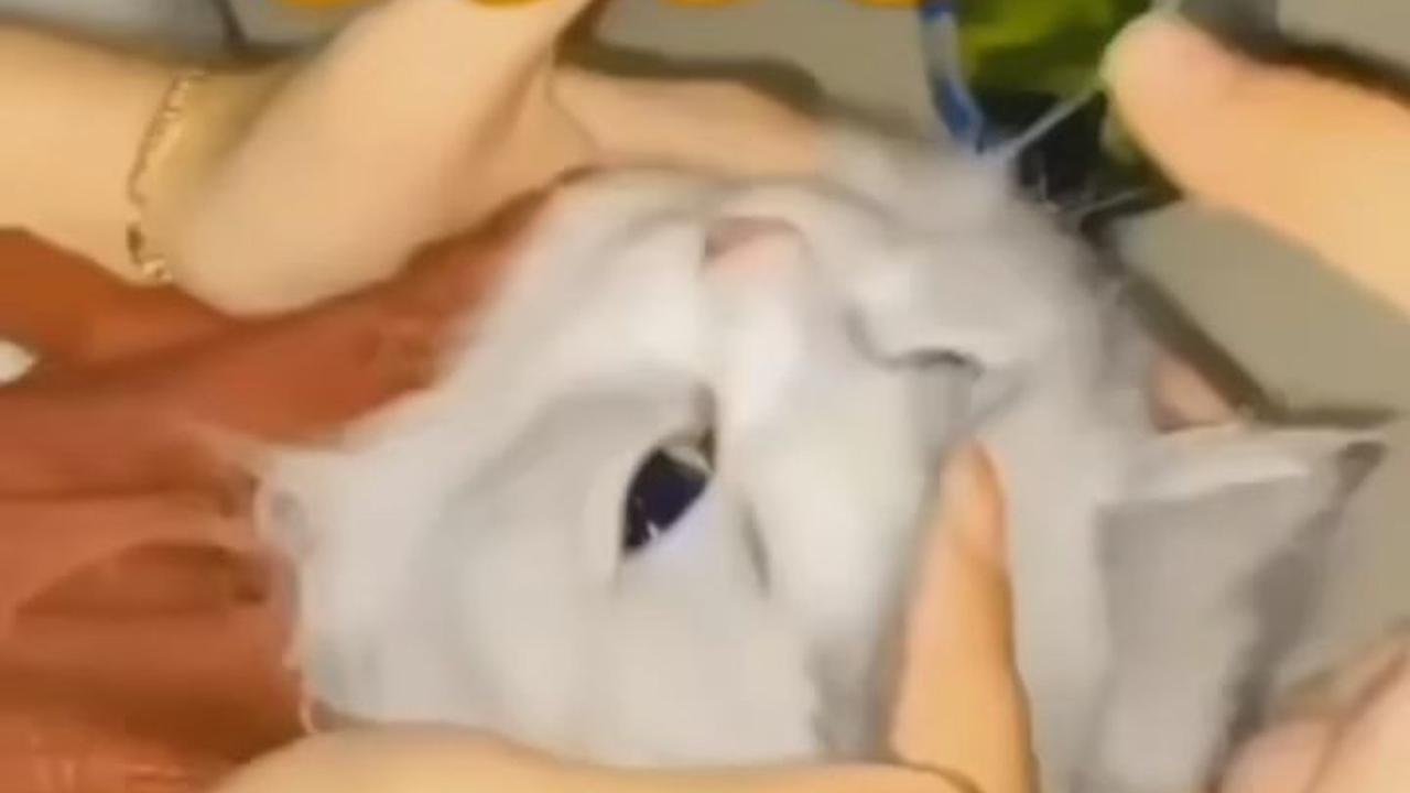 Indonesian Cat Association (ICA) cabang Padang resmi melaporkan tindakan penganiayaan tiga perempuan terhadap kucing di Kota Padang, Sumatera Barat.&nbsp;