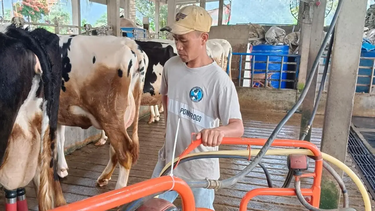 Mampu Produksi 10 Ton Susu Per Hari