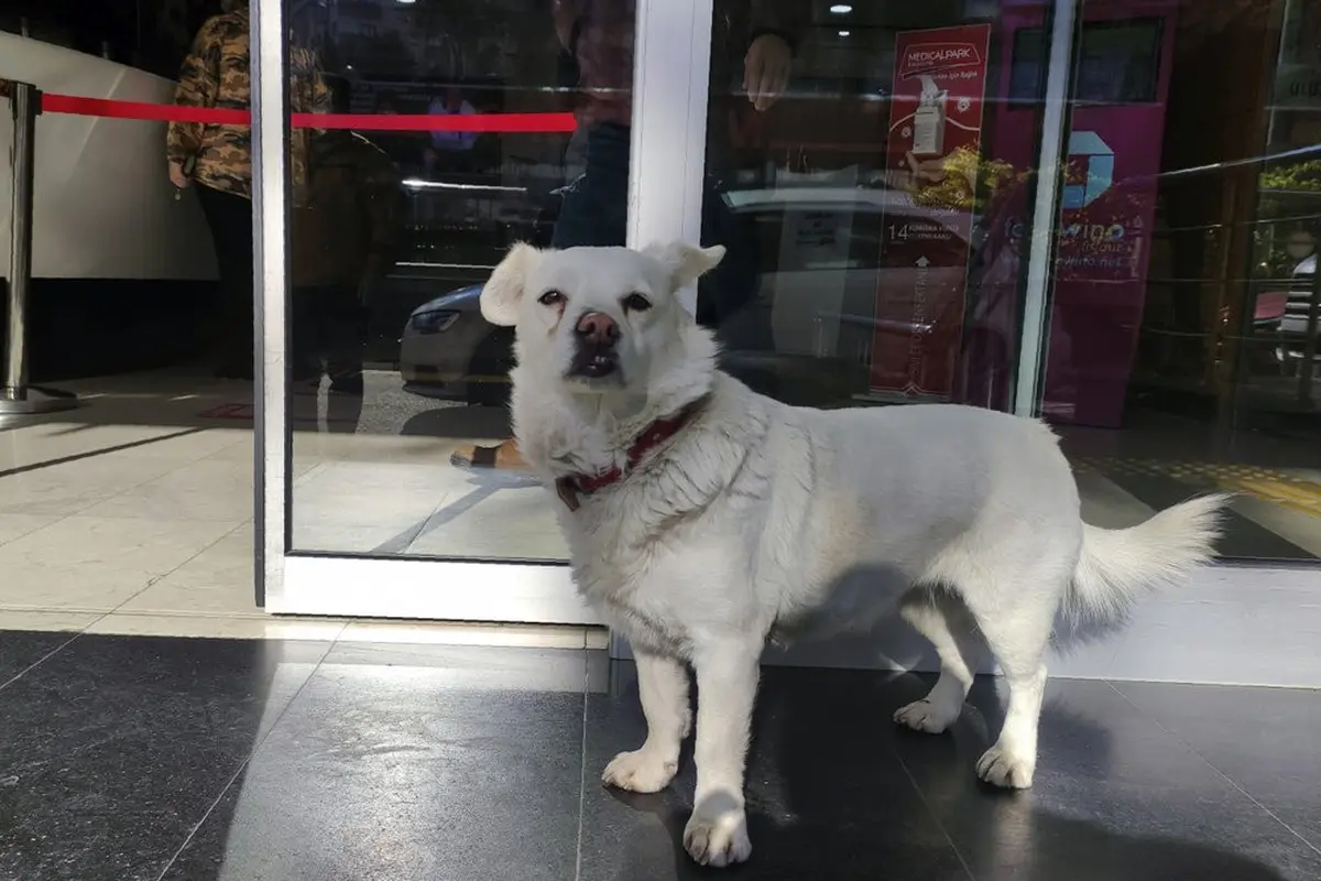 Seekor anjing dengan setia menunggu pemiliknya selama berhari-hari yang tengah menjalani perawatan di fasilitas perawatan medis di Trabzon, Turki. (Photo credit: DHA via AP)