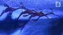 Naga laut (Sea Dragons) saat ditampilkan di Jakarta Aquarium dan Safari, Jakarta, Rabu (27/1/2021). Sea Dragons merupakan hewan endemik yang terancam punah, hewan ini berasal dari perairan Australia. (merdeka.com/Imam Buhori)