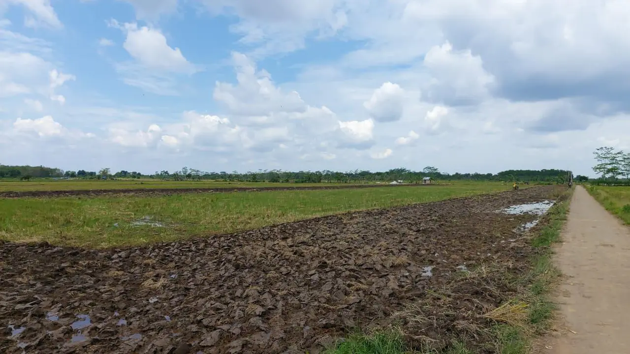 Ditjen PSP Kementan Percepat Pengolahan Lahan di Lokasi Food Estate