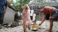 Babi yang satu ini membuat heboh pengunjung dengan rupanya yang tak biasa