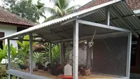 Cara Agar Kandang Ayam Tidak Dimasuki Ular, Ternak Aman dari Ancaman Predator