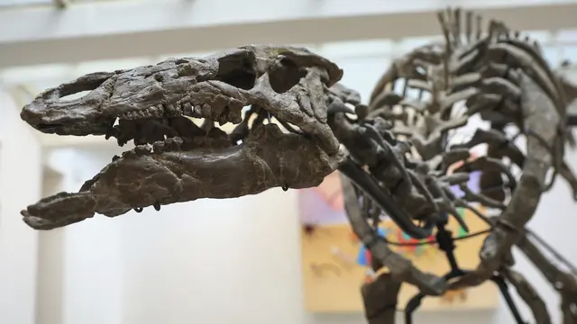 Dinosaurus Barry akan dilelang di Paris