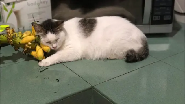 Kisah Haru Kucing Setia yang Tak Mau Makan Setelah Tuannya Tiada