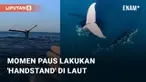 Seorang selebgram Australia, Brodie Moss bagikan momen unik saat di laut. Dalam videonya yang ia unggah, tampak momen paus lakukan gerakan 'handstand'
