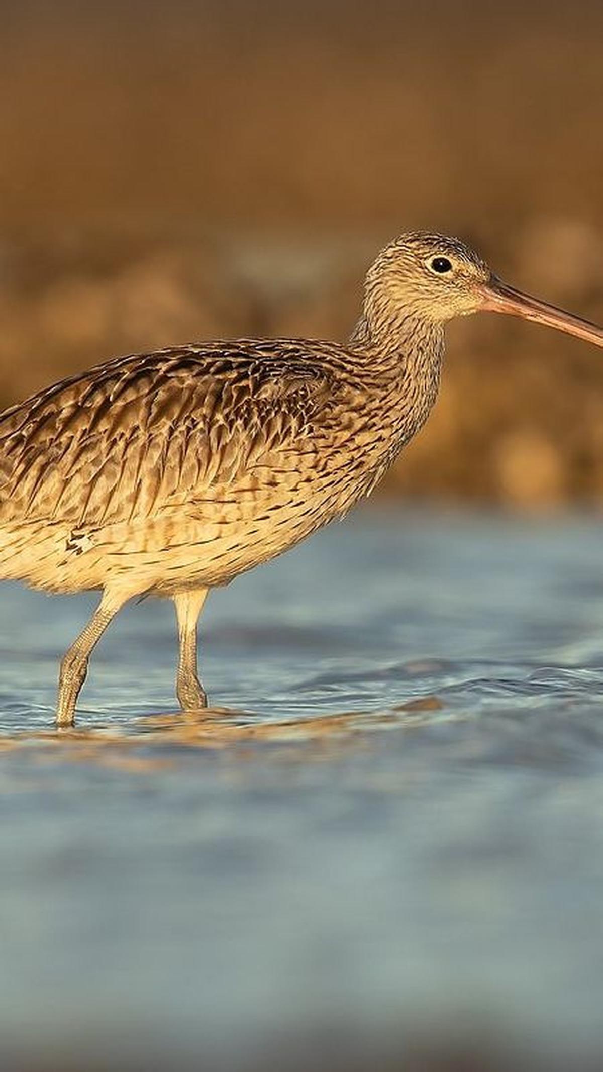 7.&nbsp;Curlew Eurasia
