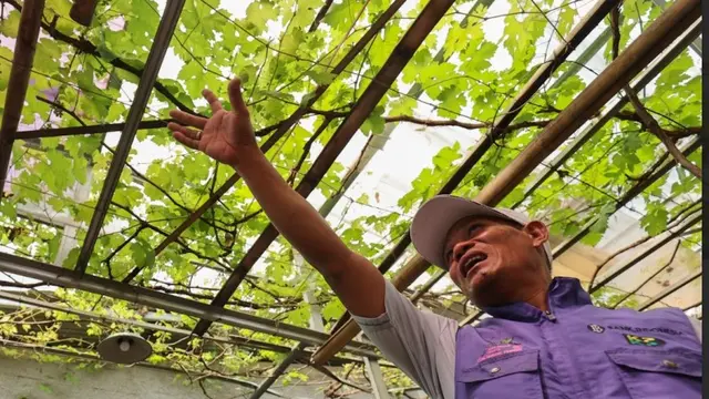 Urban Farming Anggur Membentuk Identitas Kampung, Berdayakan Kaum Ibu, dan Punya Dampak Ekonomi.  foto: istimewa