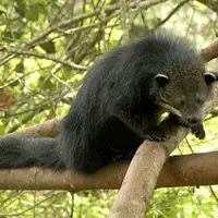 Binturong, si beruang kucing, punya peran penting dalam ekosistem, tapi populasinya menurun drastis akibat perburuan.  Yuk, lestarikan! (Taman Safari Bogor)