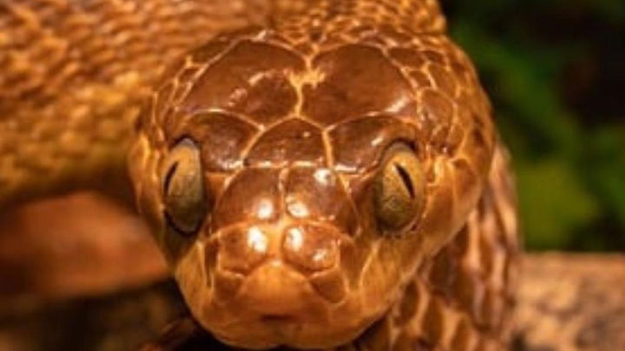 Pulau Kecil di Bumi yang Jadi Habitat Ular Sejak 11 Ribu Tahun, Ini Lokasinya
