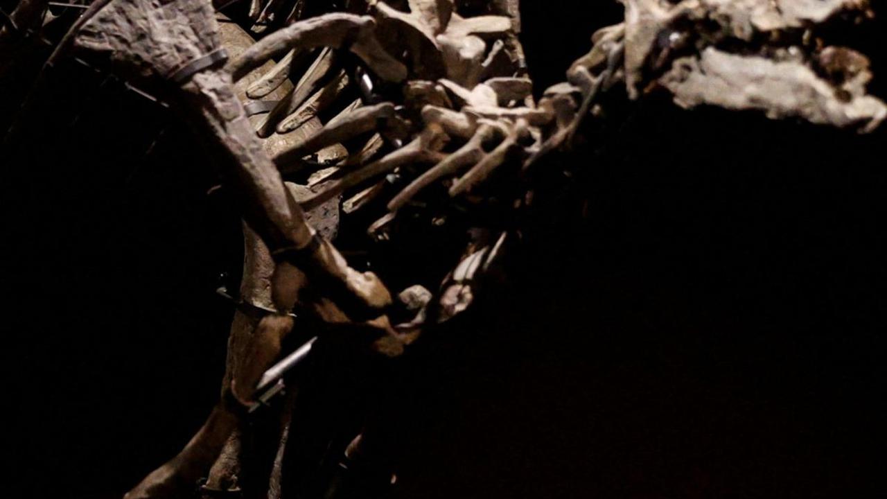 Kerangka Camptosaurus ini diketahui berasal dari periode Jurasic akhir sekitar 150 juta tahun yang lalu.