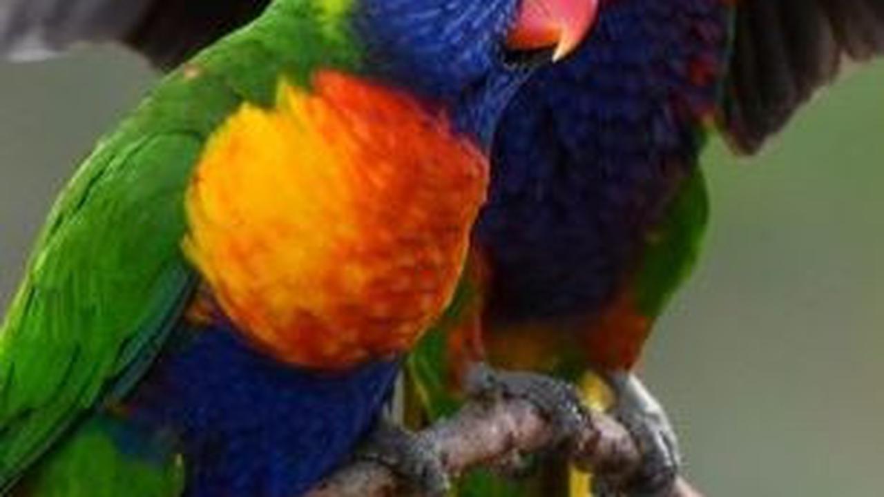 20. Burung Perkici Pelangi