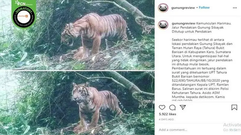 Gambar Tangkapan Layar Foto Harimau yang Diklaim Muncul di Gunung Sibayak (sumber: Facebook)