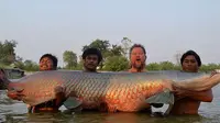 Ikan 'monster' Arapaima di Thailand. (News.com.au)