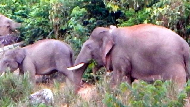 Musim Kemarau Datang Gajah Gajah Di Bukit Tigapuluh Berkeliaran Cari Air Regional Liputan6 Com