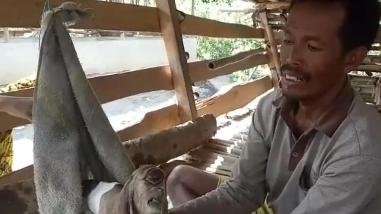 Kambing mata satu