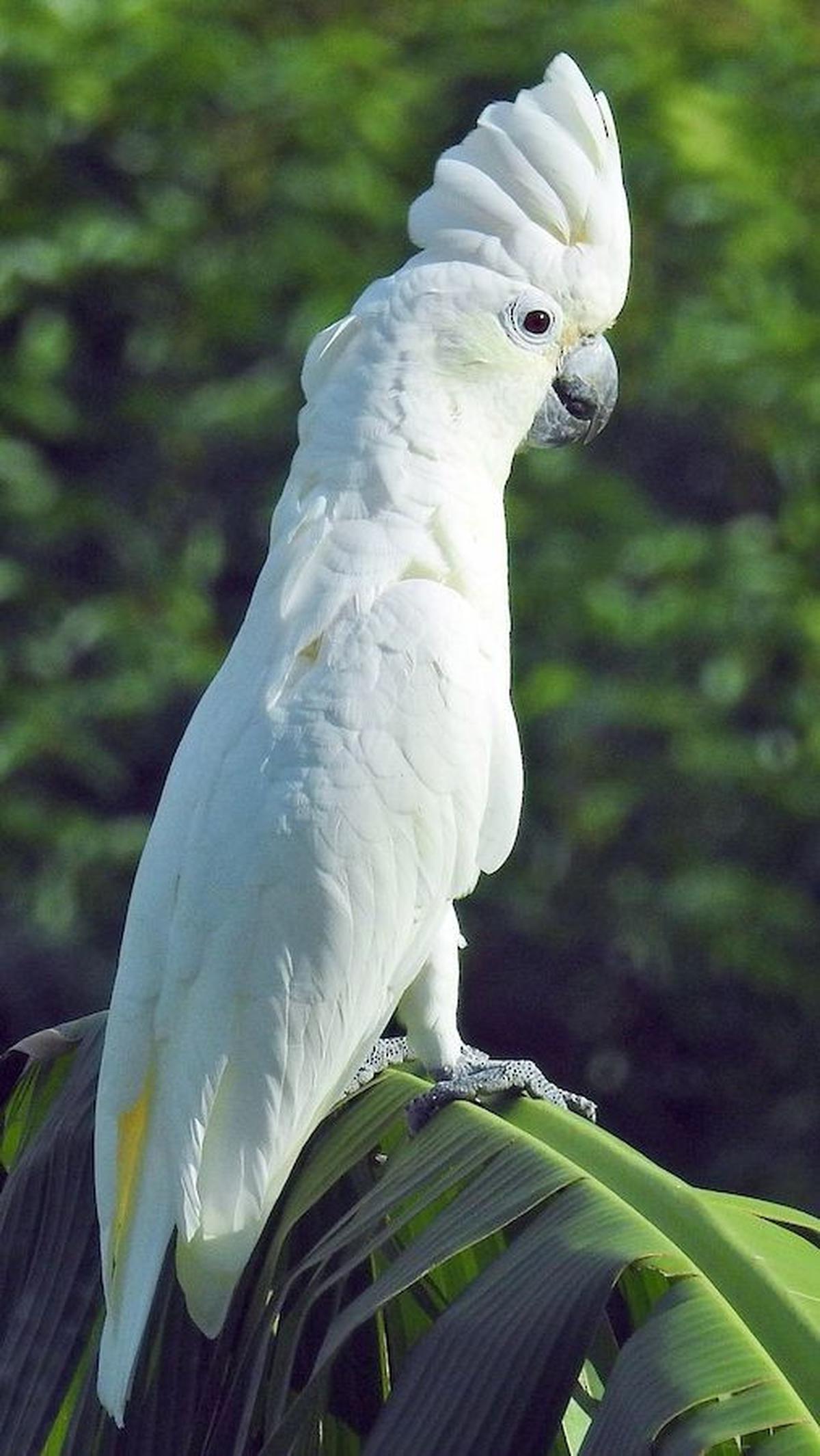 10. Hewan apa yang baru lahir udah langsung tua?<br>Jawab: Burung kakak tua<br>
