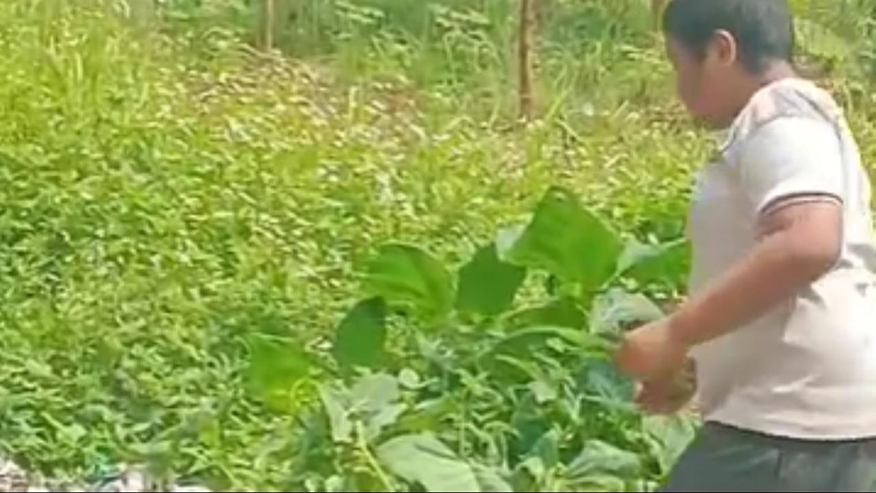 Heboh Bocah di Kabupaten Bandung Barat Hobi Makan Daun dan Rumput