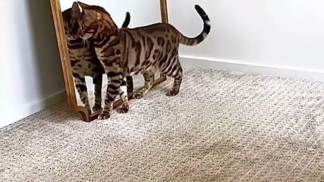 7 Potret Nyeleneh Kucing Bermain dengan Bayangannya Ini Absurd Banget