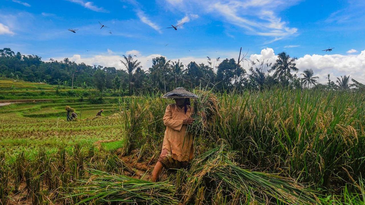 Petani memanen padi jenis Baligo di kawasan Sukamakmur, Bogor, Jawa Barat, Sabtu (27/4/2024).  Seusai Lebaran, harga beras di tingkat penggilingan saat ini mengalami penurunan cukup signifikan, dari awal bulan puasa seharga Rp12.500 per kilogram kini menj